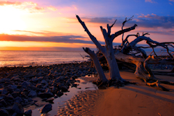 Driftwood beach