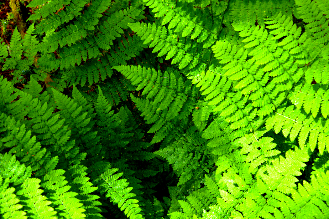 Ferns