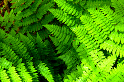 Ferns