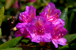 Rhododendron Blossom