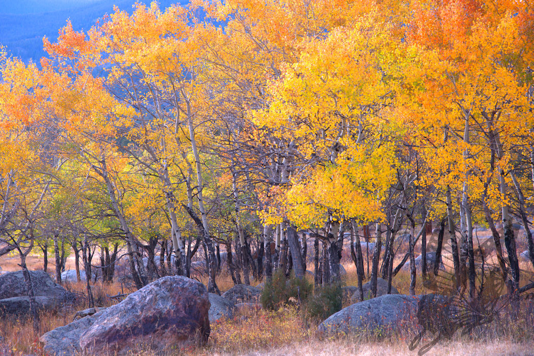 Aspen trees