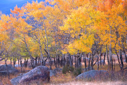 Aspens