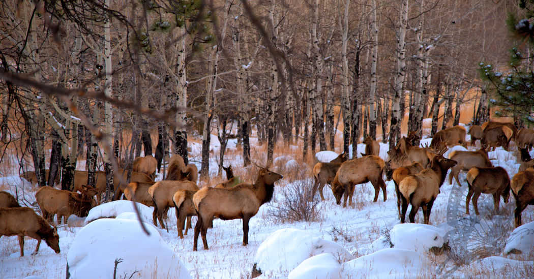 Elk Herd