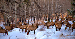 Elk Herd
