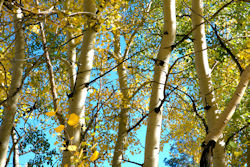 Aspens