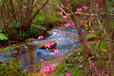 Flowers blooming in springtime.